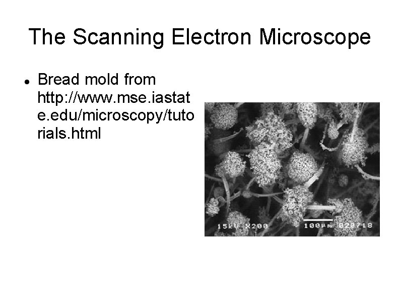 The Scanning Electron Microscope Bread mold from http: //www. mse. iastat e. edu/microscopy/tuto rials.
