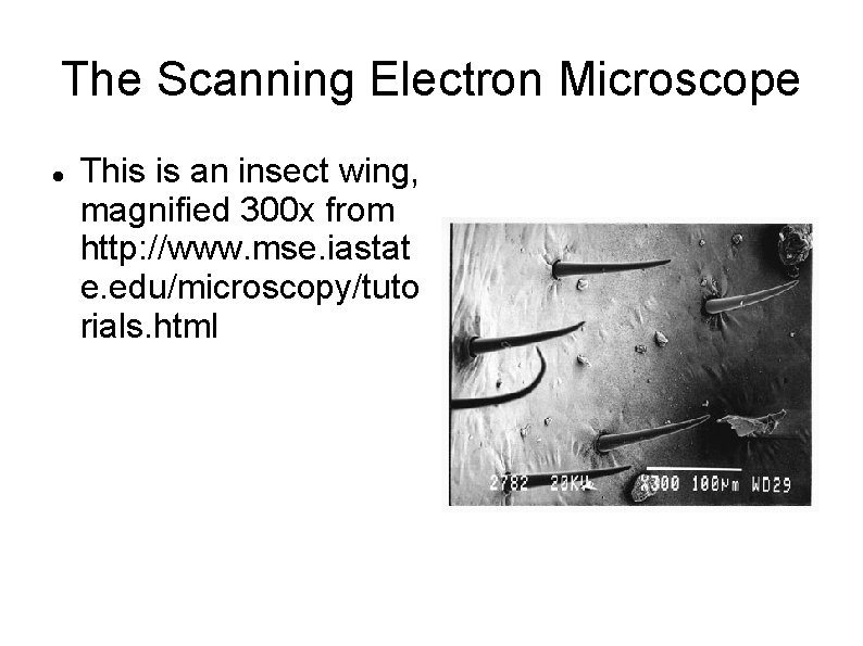 The Scanning Electron Microscope This is an insect wing, magnified 300 x from http: