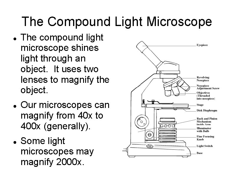 The Compound Light Microscope The compound light microscope shines light through an object. It
