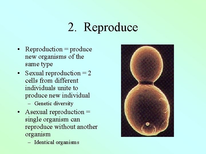 2. Reproduce • Reproduction = produce new organisms of the same type • Sexual