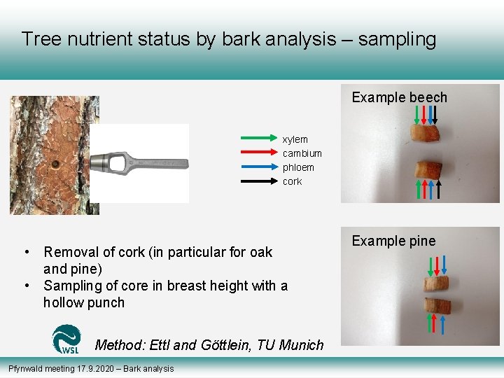 Tree nutrient status by bark analysis – sampling Example beech xylem cambium phloem cork