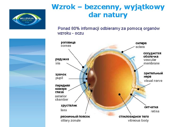 Wzrok – bezcenny, wyjątkowy dar natury Ponad 80% informacji odbieramy za pomocą organów wzroku