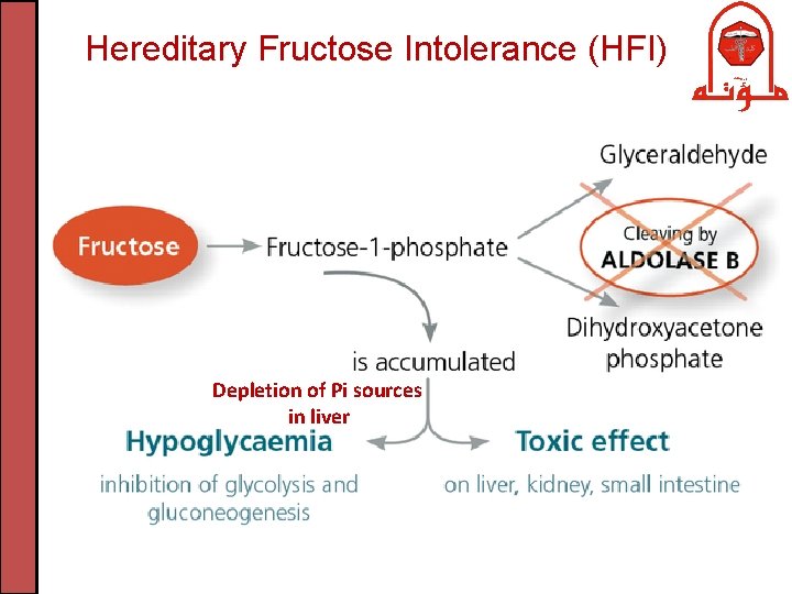 Hereditary Fructose Intolerance (HFI) Depletion of Pi sources in liver 