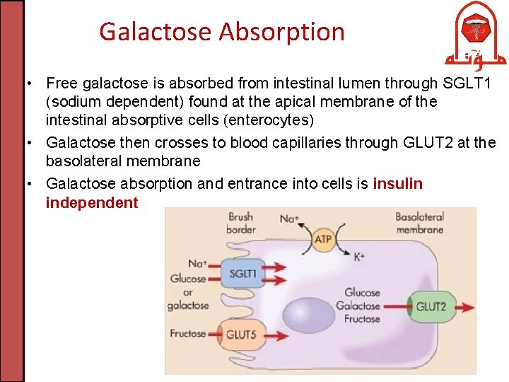 Galactose Absorption • Free galactose is absorbed from intestinal lumen through SGLT 1 (sodium