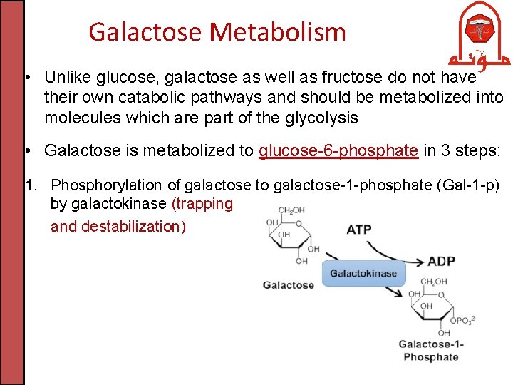 Galactose Metabolism • Unlike glucose, galactose as well as fructose do not have their