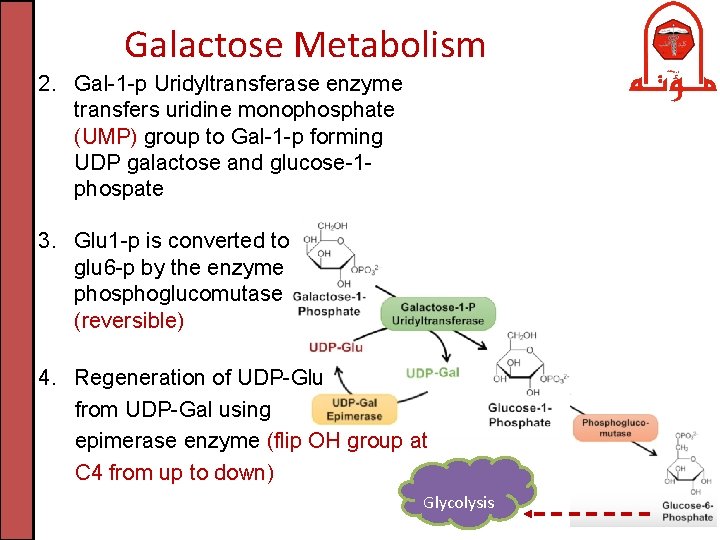 Galactose Metabolism 2. Gal-1 -p Uridyltransferase enzyme transfers uridine monophosphate (UMP) group to Gal-1