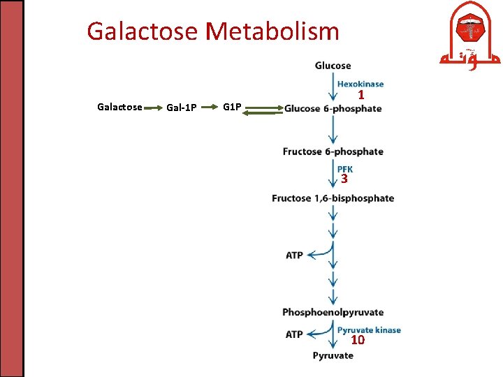 Galactose Metabolism Galactose Gal-1 P 1 G 1 P 3 10 