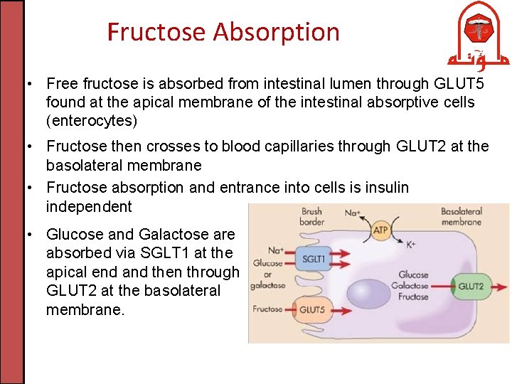 Fructose Absorption • Free fructose is absorbed from intestinal lumen through GLUT 5 found