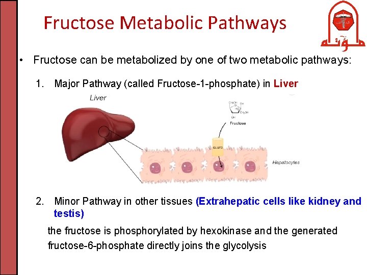 Fructose Metabolic Pathways • Fructose can be metabolized by one of two metabolic pathways: