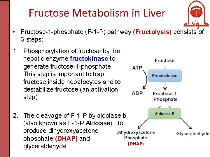 Fructose Metabolism in Liver • Fructose-1 -phosphate (F-1 -P) pathway (Fructolysis) consists of 3