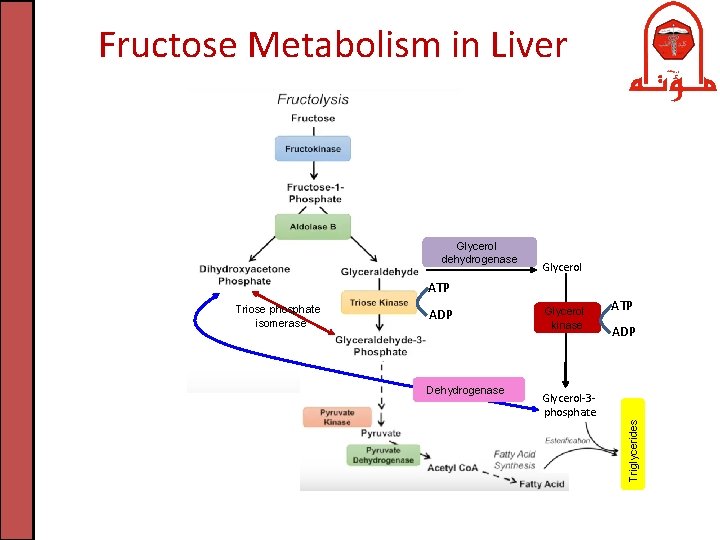 Fructose Metabolism in Liver Glycerol dehydrogenase Glycerol ATP ADP Dehydrogenase Glycerol kinase ATP ADP