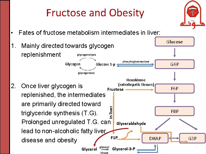 Fructose and Obesity • Fates of fructose metabolism intermediates in liver: Glucose 1. Mainly