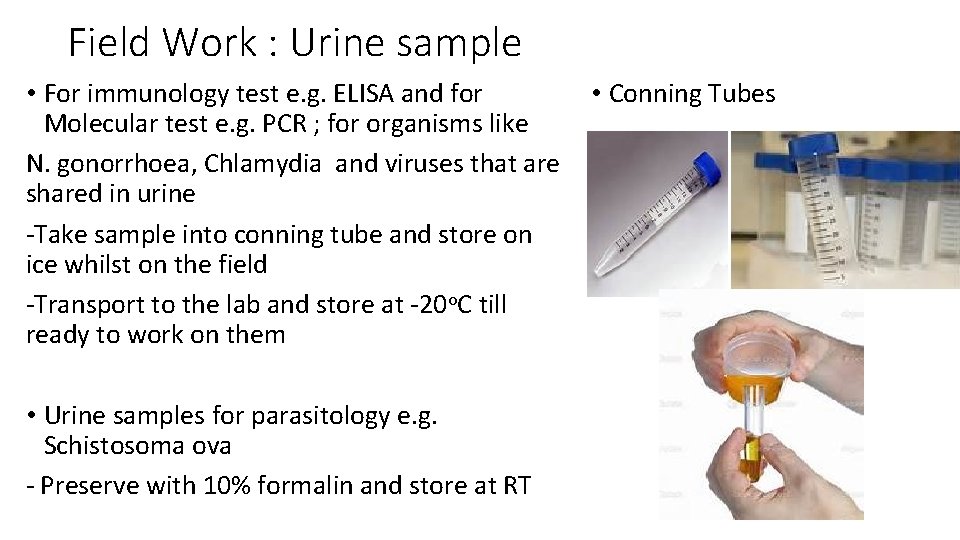 Field Work : Urine sample • For immunology test e. g. ELISA and for