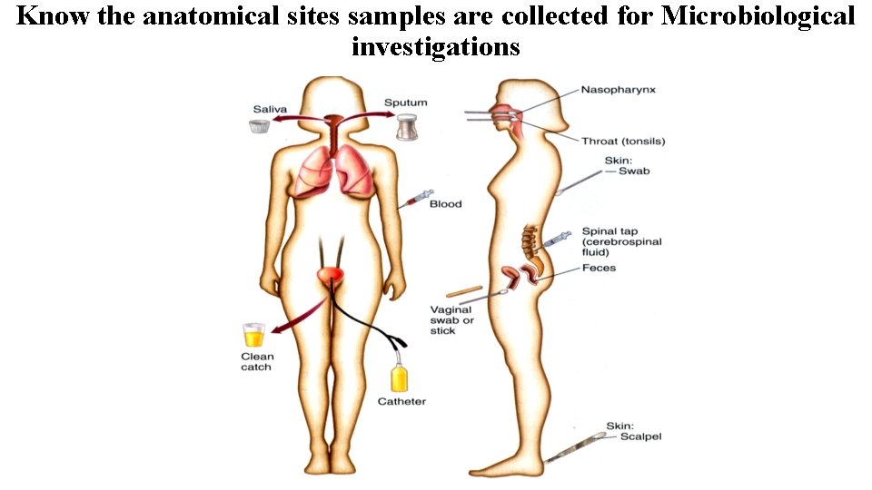 Know the anatomical sites samples are collected for Microbiological investigations 