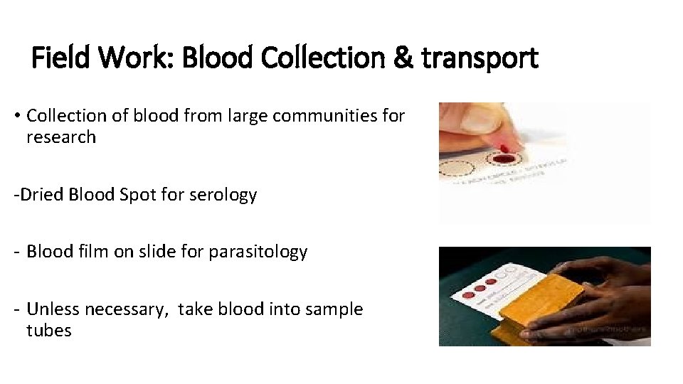 Field Work: Blood Collection & transport • Collection of blood from large communities for