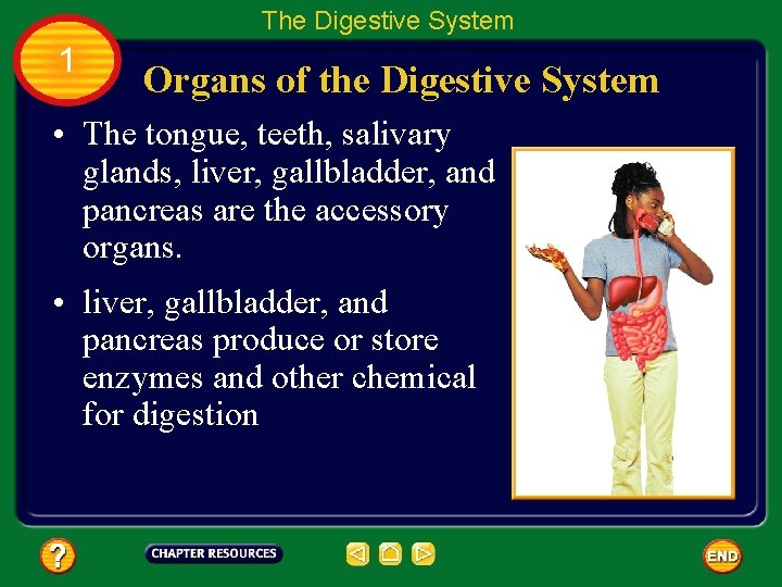 The Digestive System 1 Organs of the Digestive System • The tongue, teeth, salivary