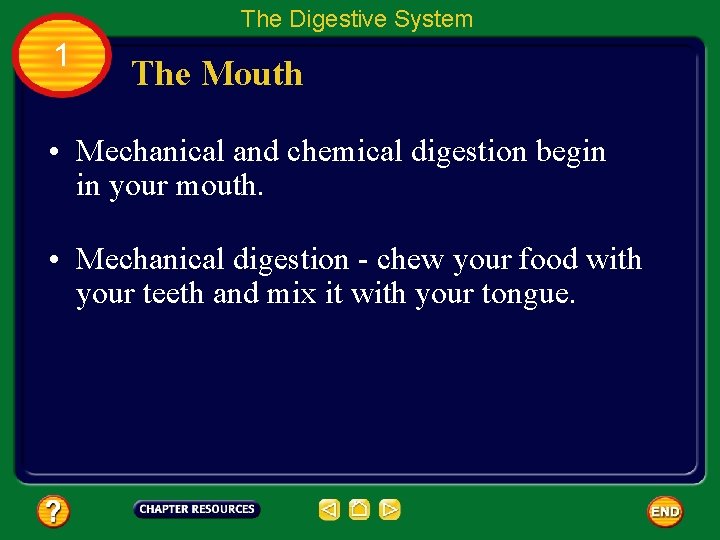 The Digestive System 1 The Mouth • Mechanical and chemical digestion begin in your