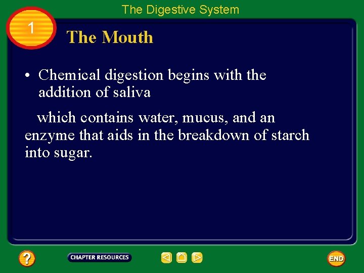 The Digestive System 1 The Mouth • Chemical digestion begins with the addition of