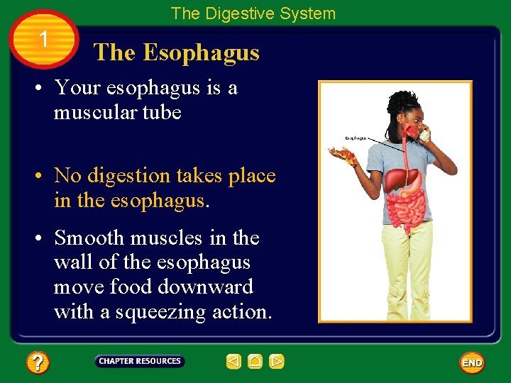 The Digestive System 1 The Esophagus • Your esophagus is a muscular tube •