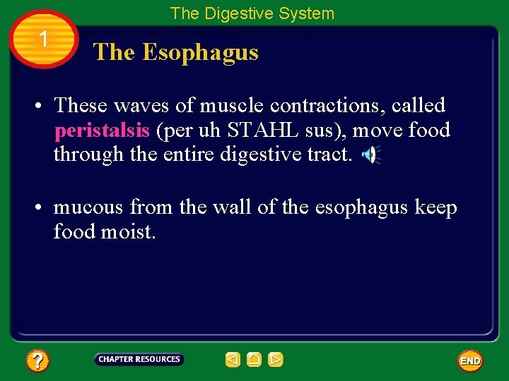 The Digestive System 1 The Esophagus • These waves of muscle contractions, called peristalsis