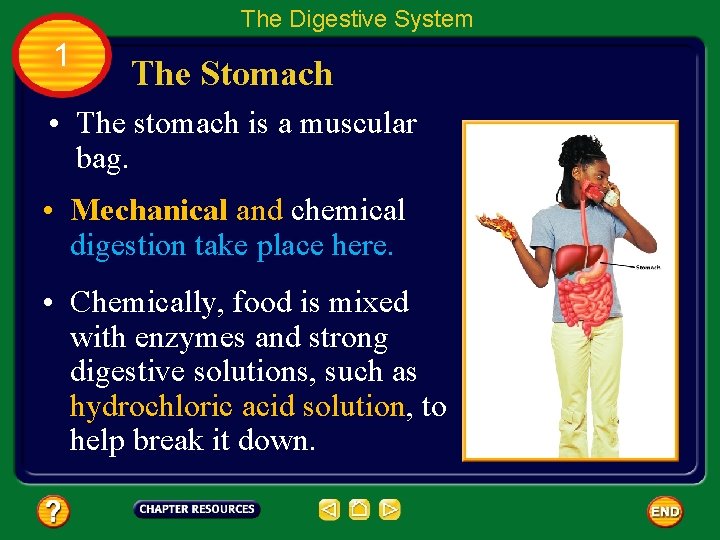 The Digestive System 1 The Stomach • The stomach is a muscular bag. •