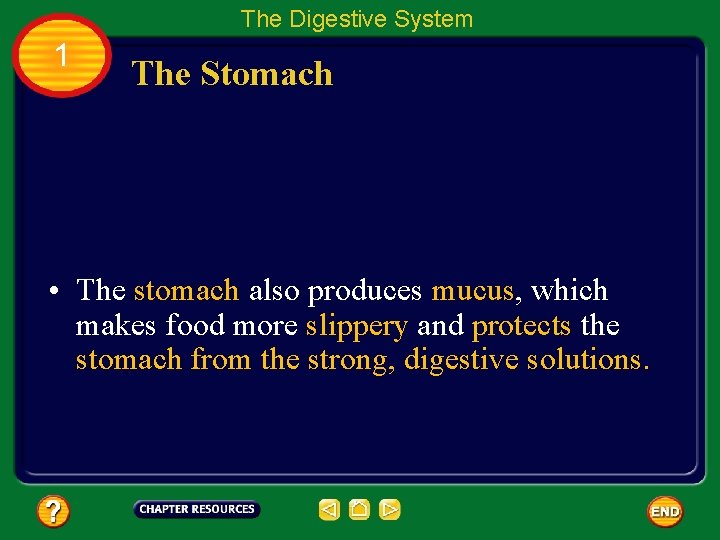 The Digestive System 1 The Stomach • The stomach also produces mucus, which makes
