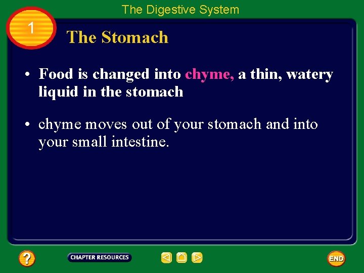 The Digestive System 1 The Stomach • Food is changed into chyme, a thin,