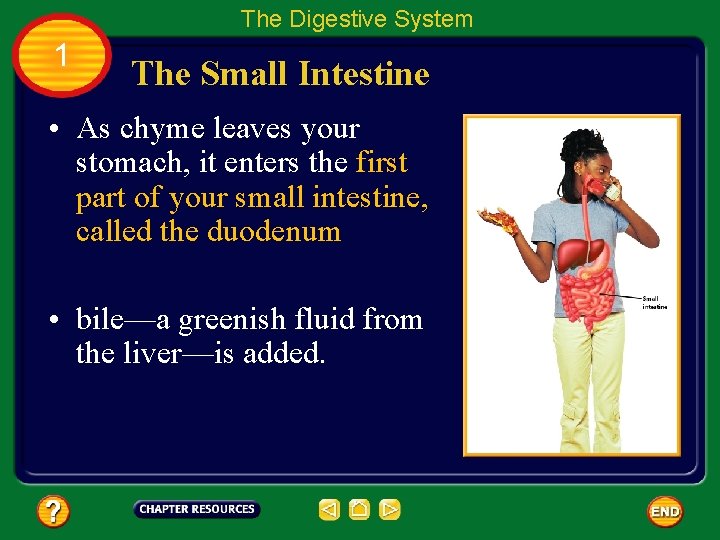 The Digestive System 1 The Small Intestine • As chyme leaves your stomach, it