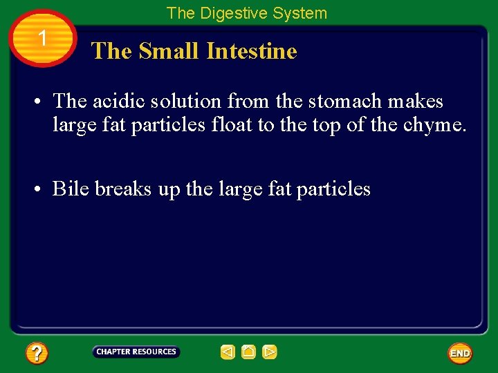 The Digestive System 1 The Small Intestine • The acidic solution from the stomach