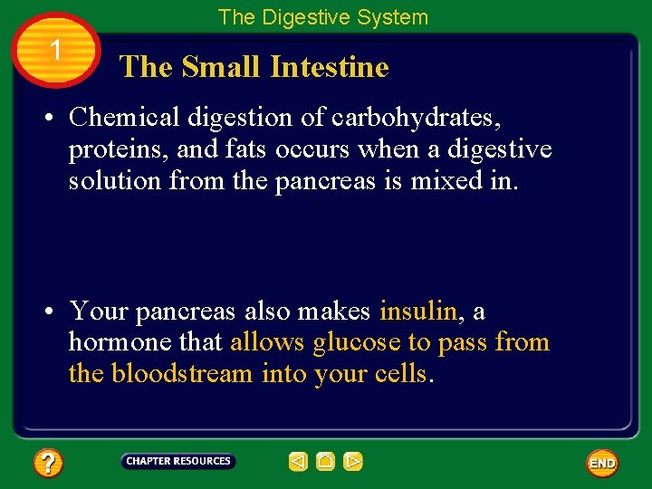 The Digestive System 1 The Small Intestine • Chemical digestion of carbohydrates, proteins, and