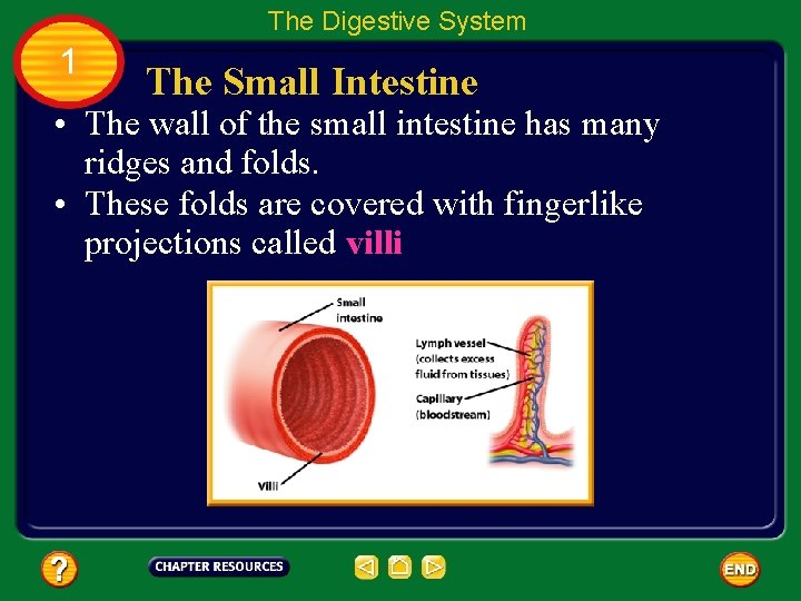 The Digestive System 1 The Small Intestine • The wall of the small intestine