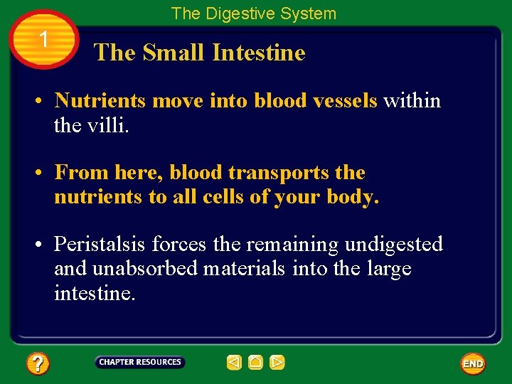 The Digestive System 1 The Small Intestine • Nutrients move into blood vessels within