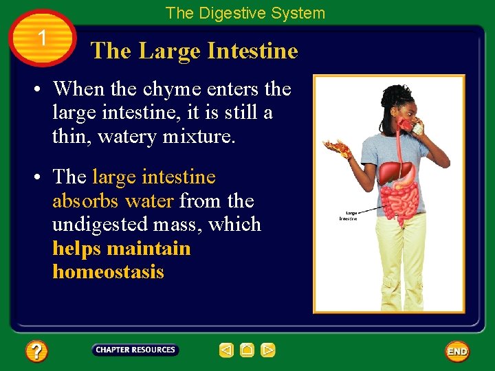 The Digestive System 1 The Large Intestine • When the chyme enters the large