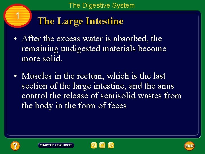 The Digestive System 1 The Large Intestine • After the excess water is absorbed,