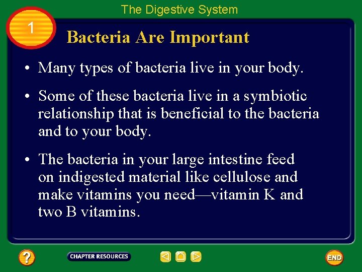 The Digestive System 1 Bacteria Are Important • Many types of bacteria live in
