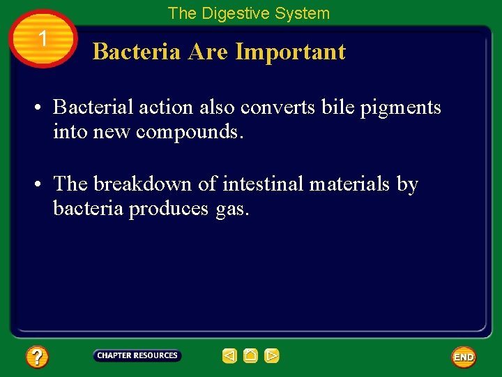 The Digestive System 1 Bacteria Are Important • Bacterial action also converts bile pigments