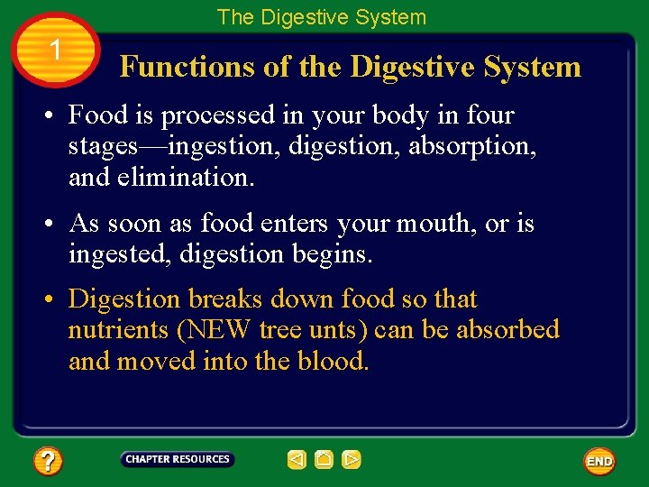 The Digestive System 1 Functions of the Digestive System • Food is processed in