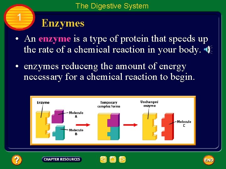 The Digestive System 1 Enzymes • An enzyme is a type of protein that