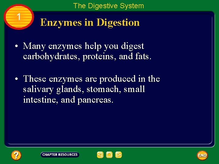 The Digestive System 1 Enzymes in Digestion • Many enzymes help you digest carbohydrates,