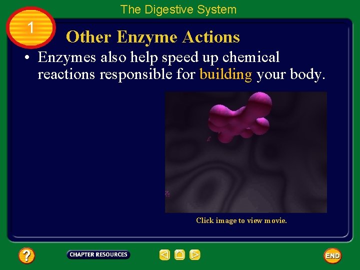 The Digestive System 1 Other Enzyme Actions • Enzymes also help speed up chemical