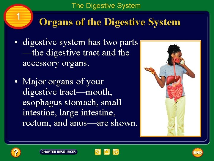 The Digestive System 1 Organs of the Digestive System • digestive system has two