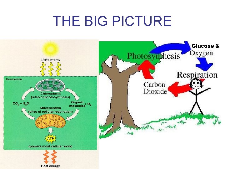 THE BIG PICTURE Glucose & 