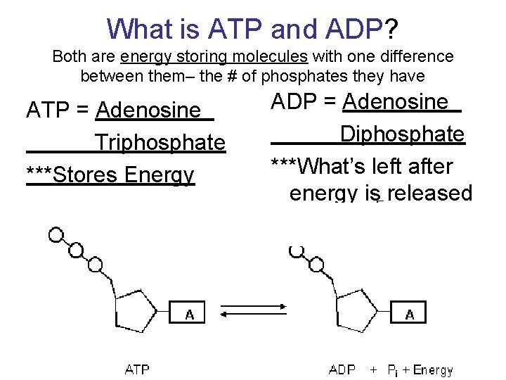 What is ATP and ADP? Both are energy storing molecules with one difference between