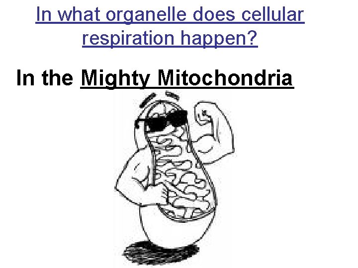 In what organelle does cellular respiration happen? In the Mighty Mitochondria 