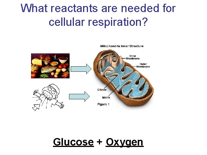 What reactants are needed for cellular respiration? Glucose + Oxygen 