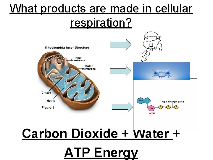 What products are made in cellular respiration? Carbon Dioxide + Water + ATP Energy