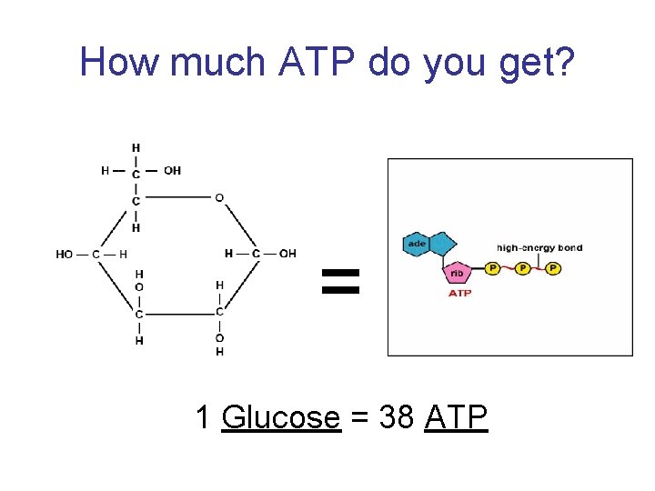How much ATP do you get? = 1 Glucose = 38 ATP 