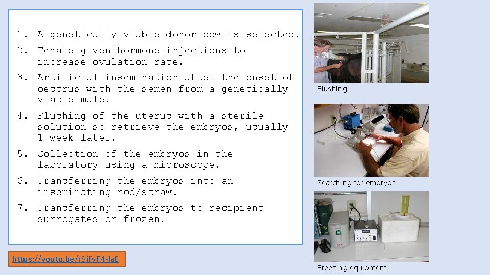 1. A genetically viable donor cow is selected. 2. Female given hormone injections to