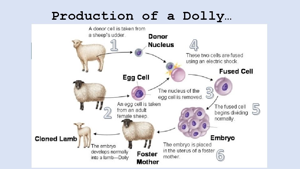 Production of a Dolly… Key terms 1 4 • Somatic cell: • All cells