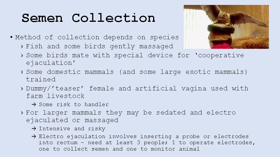 Semen Collection • Method of collection depends on species › Fish and some birds